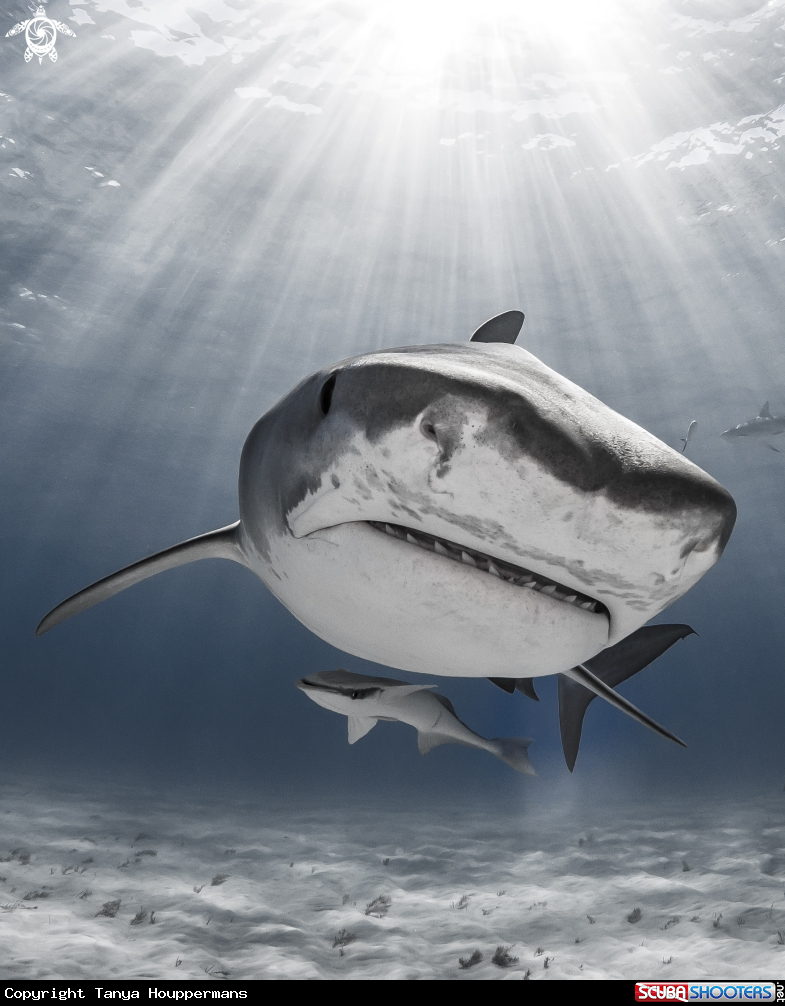 A Tiger Shark