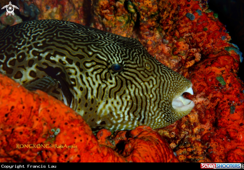 A Puffer
