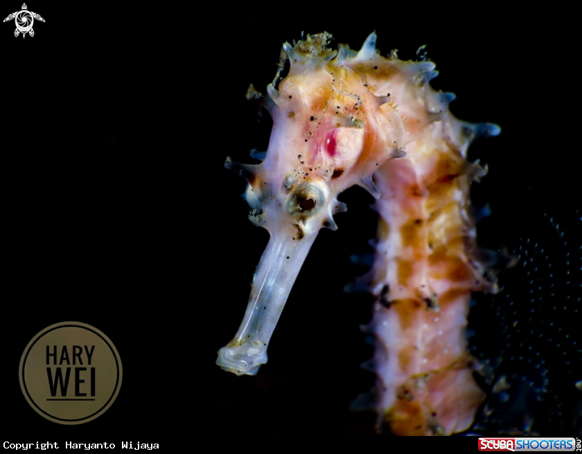 A Thorny Seahorse