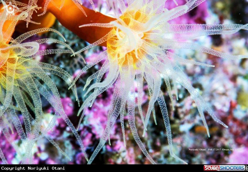 A orange cup coral