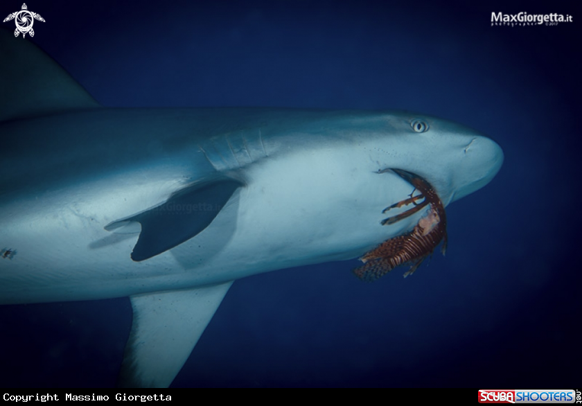 A grey shark