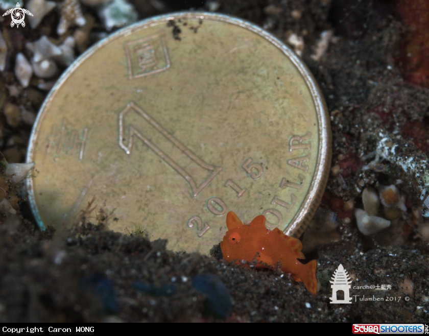 A Frogfish