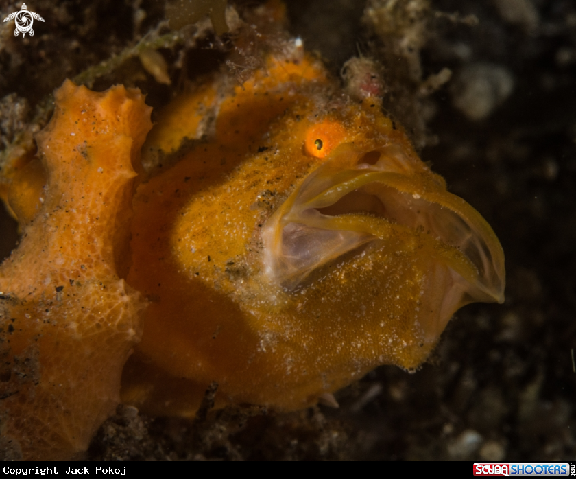 A Painted frogfish