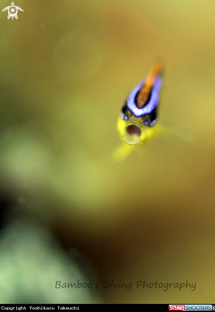 A underwater creature