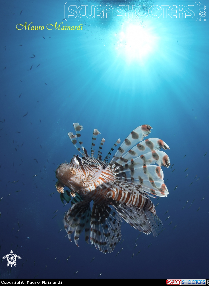A Lionfish
