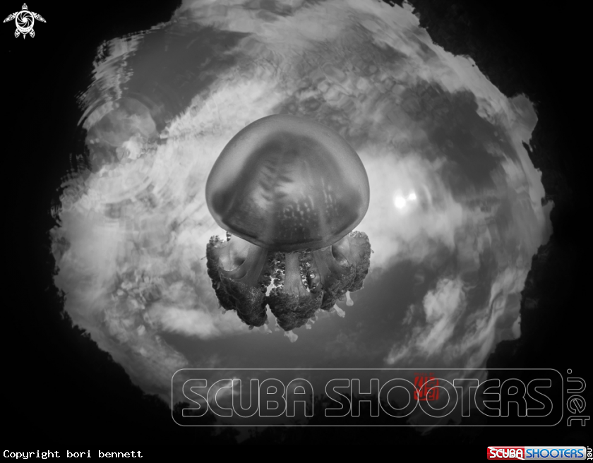 A jelly fish