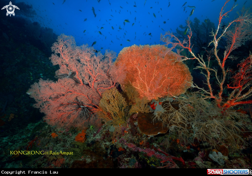 A Seafan
