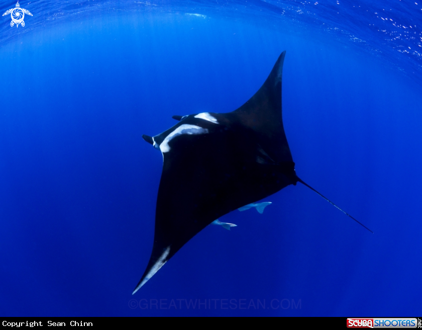 A Oceanic Manta Ray