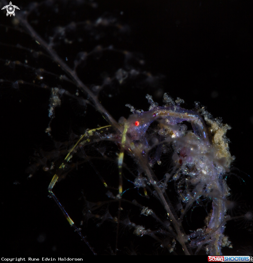 A Skeleton shrimp