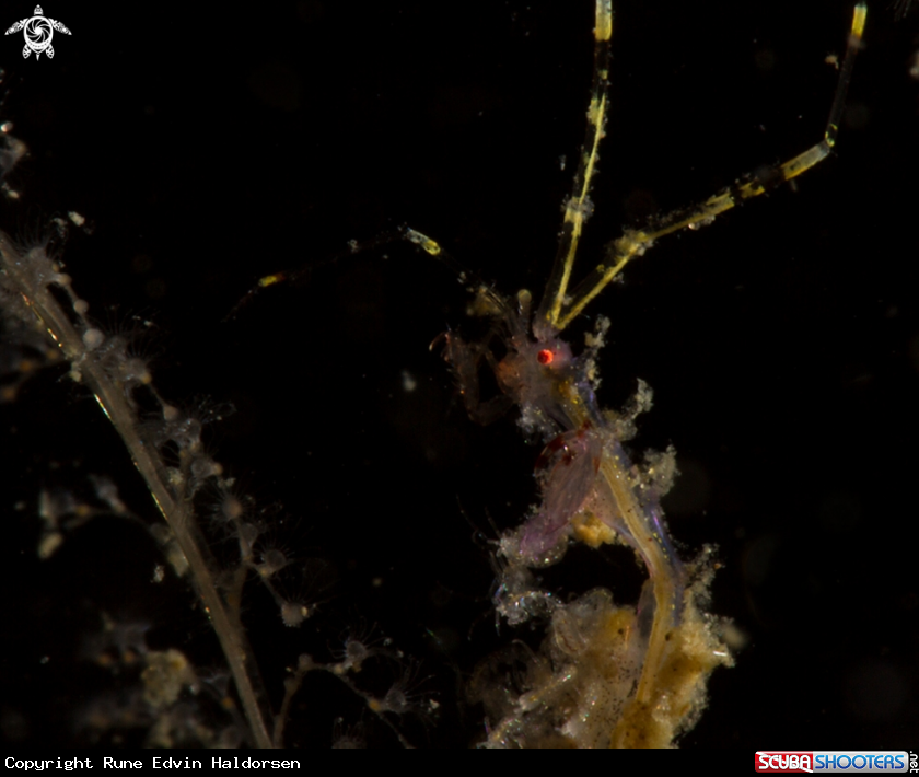 A Skeleton shrimp