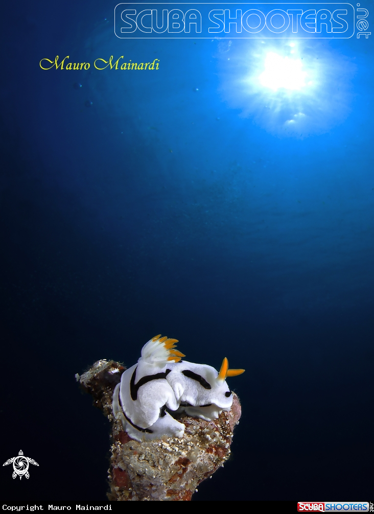 A Nudi & light