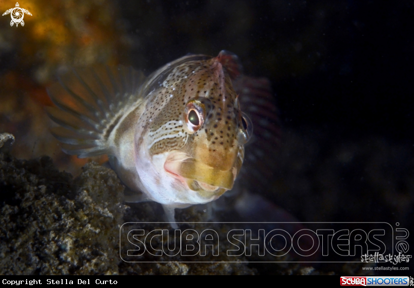 A Freshwater Blenny 