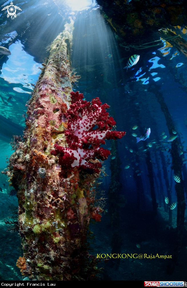 A Coral