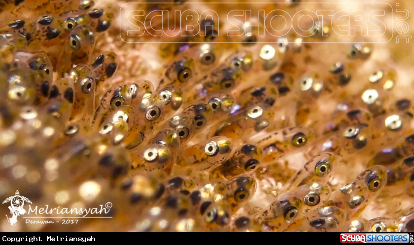 A Clown Fish's Eggs