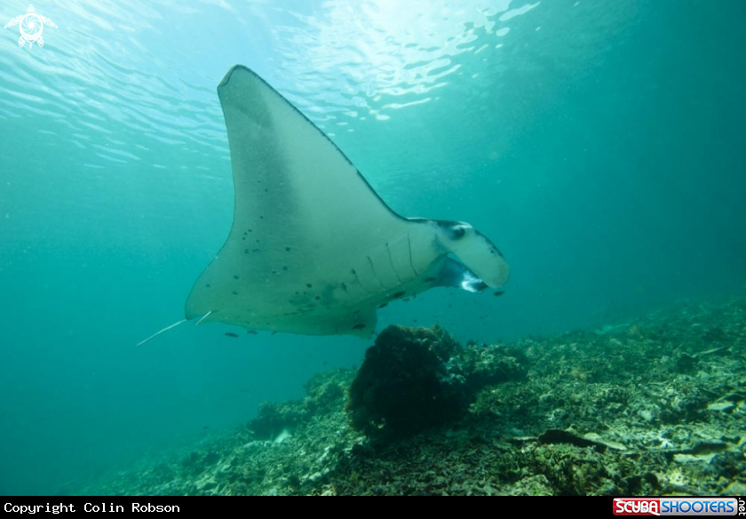 A manta ray