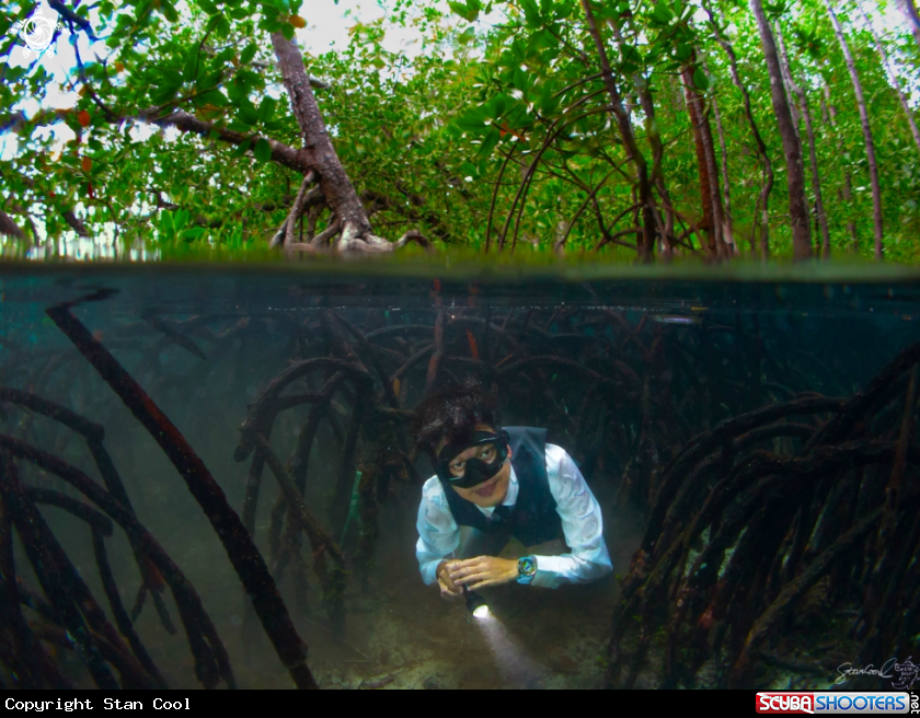 A Mangrove forest 