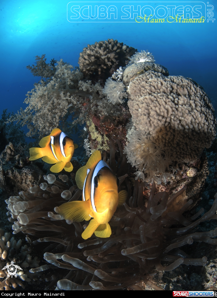 A Clown fish