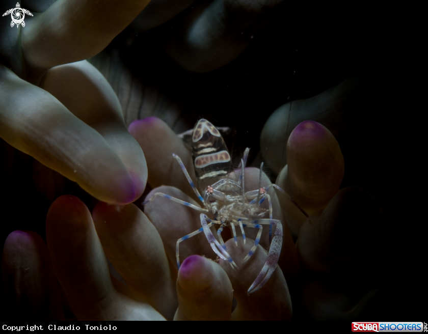 A Periclimenes