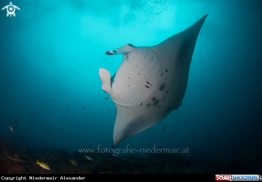 A Manta Ray 
