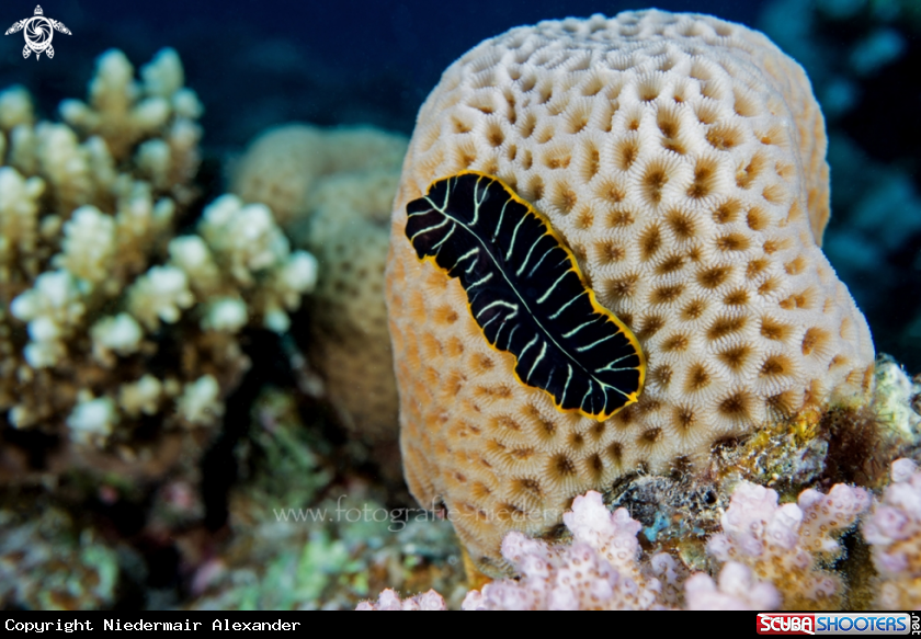 A Flatworm 