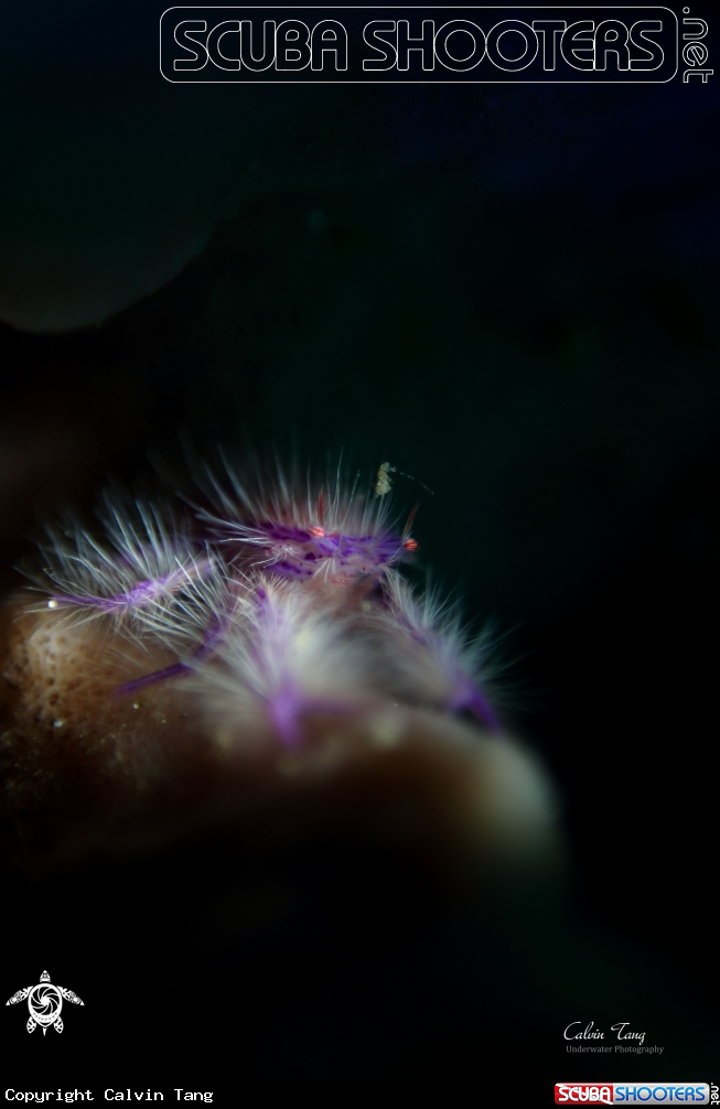 A Hairy squat lobster