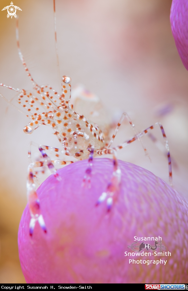 A Spotted Cleaner Shrimp