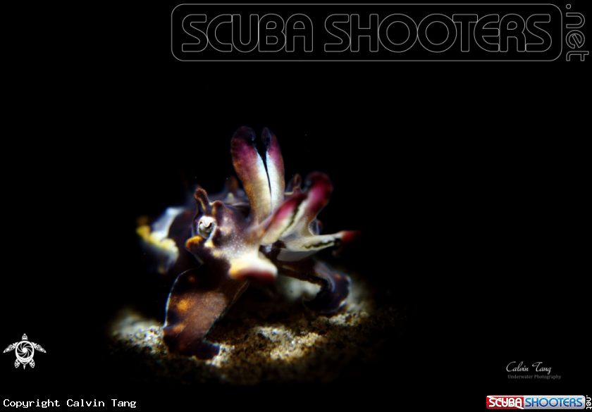 A Flamboyant cuttlefish