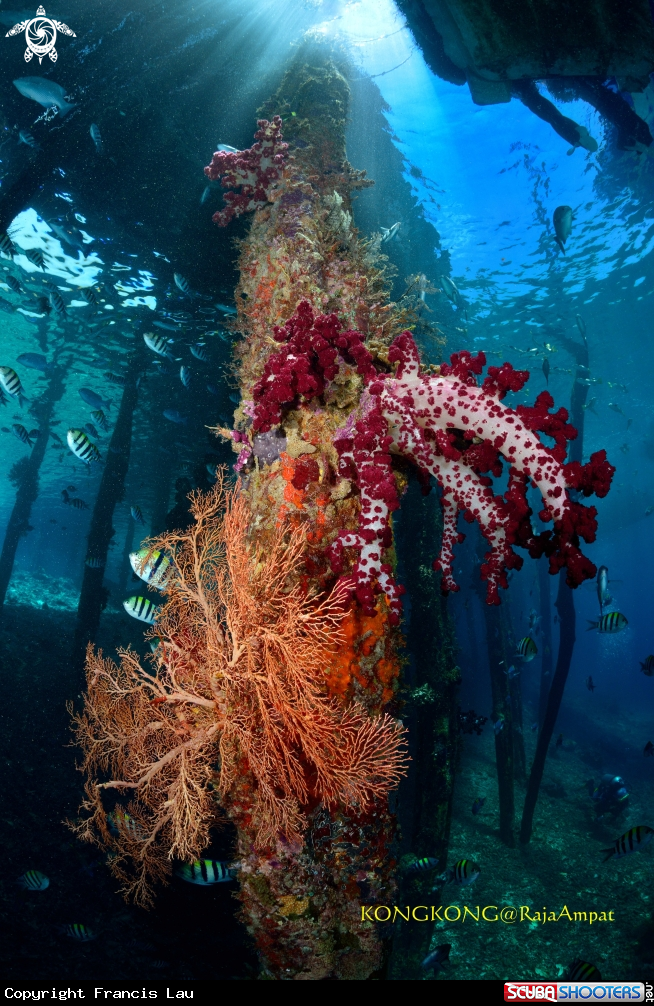 A Seafan
