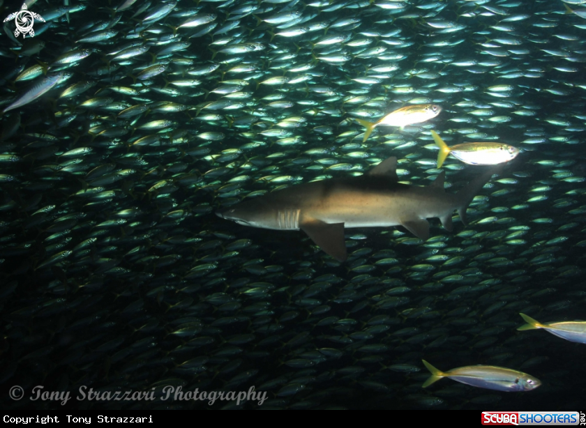 A Grey Nurse Shark