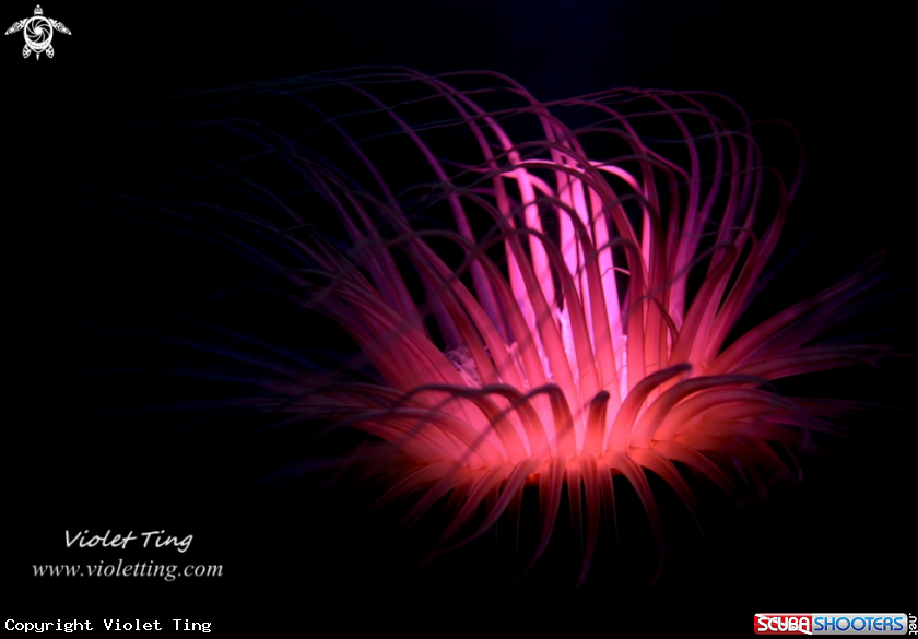 A Purple Fire