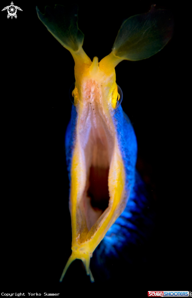 A Ribbon Eel
