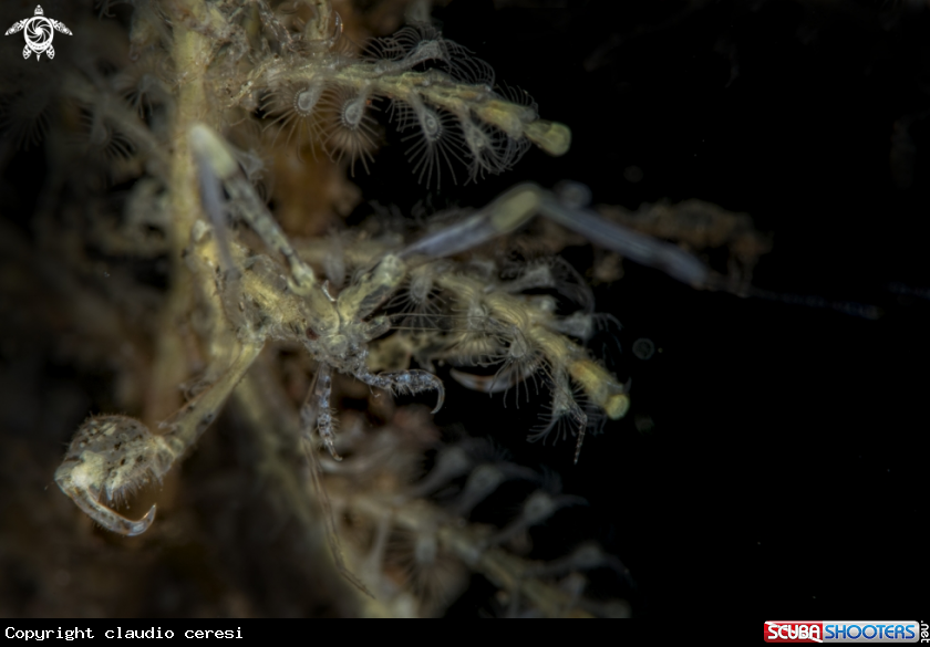 A skeleton shrimp