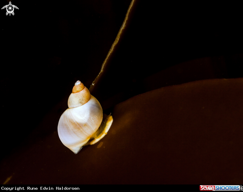 A Snail