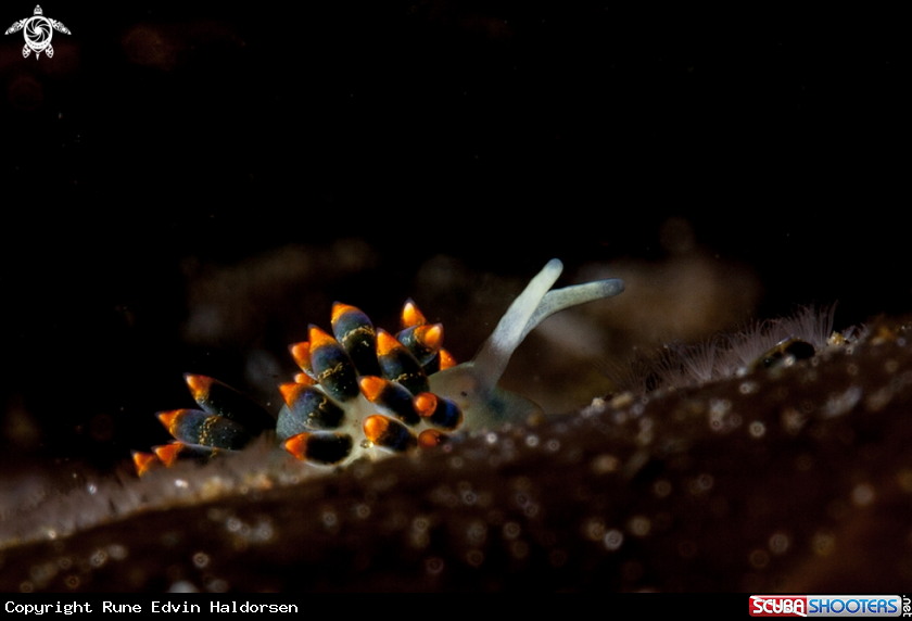 A Tenellia caerulea