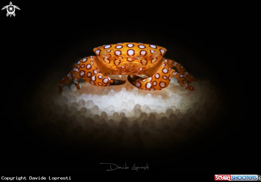 A Red Spotted Coral Crab
