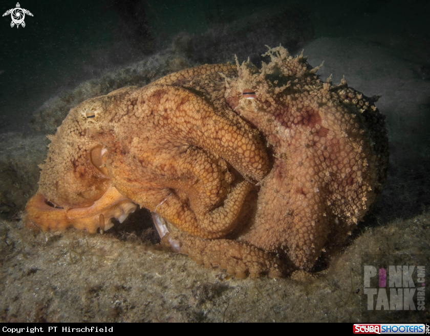 A Maori Octopus