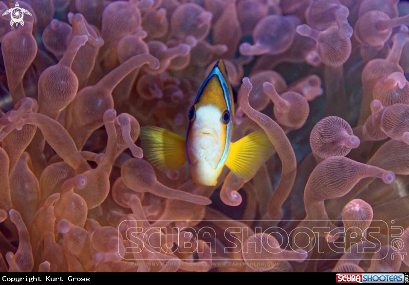 A Clownfish