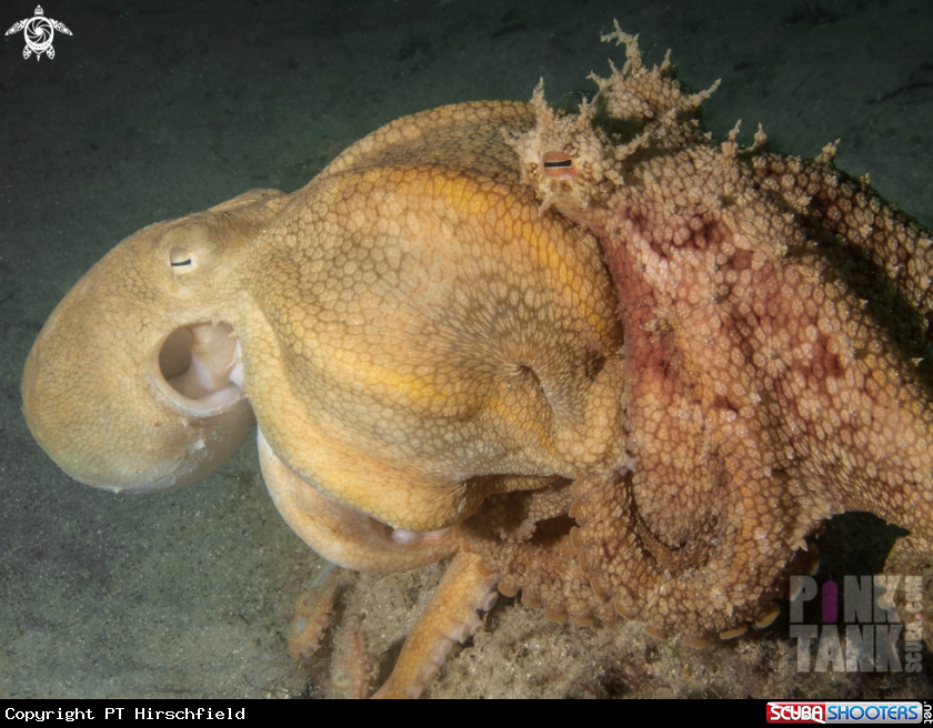 A Maori Octopus