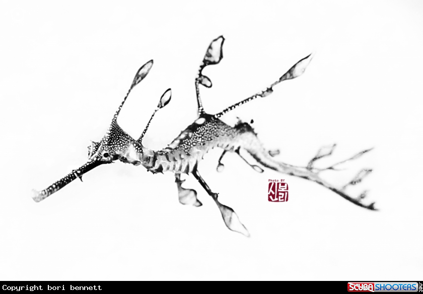 A Weedy Seadragon