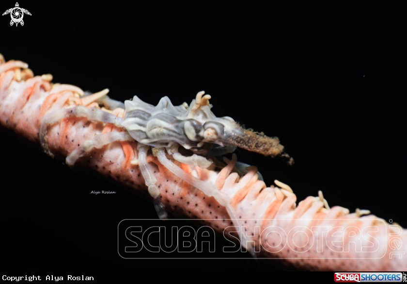 A Xeno Crab