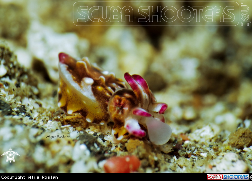 A Flamboyant Cuttlefish