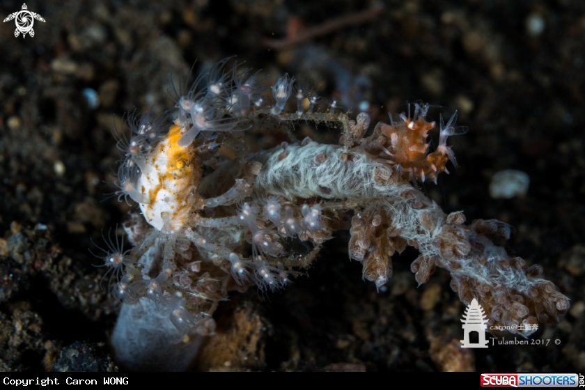 A decorator crab