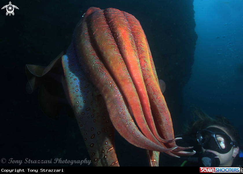 A Giant Cuttle