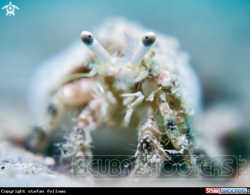 A Hermit Crab