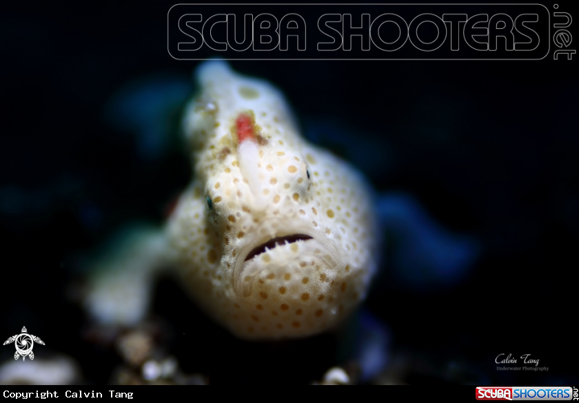 A Frogfish