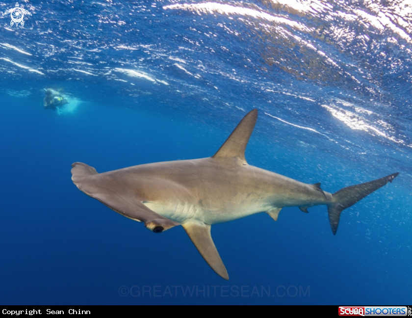 A Smooth Hammerhead