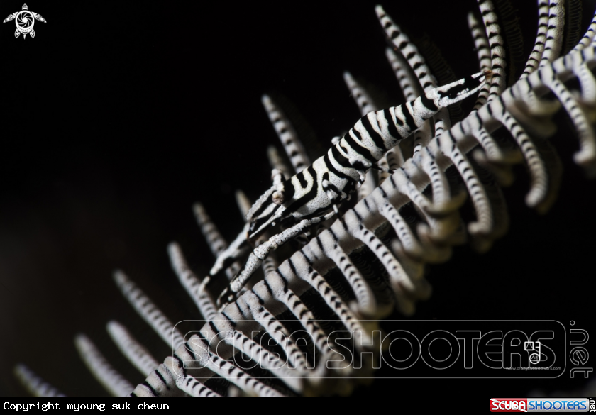 A sea lilies shrimp