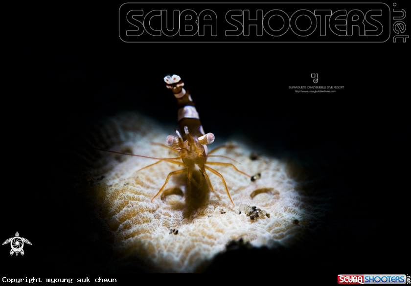 A Squat Anemone Shrimp