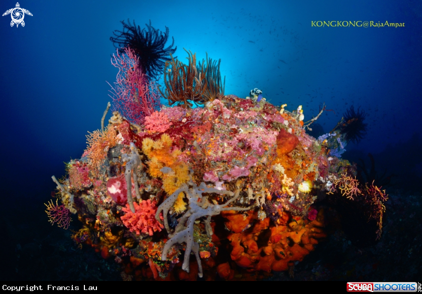 A Coral