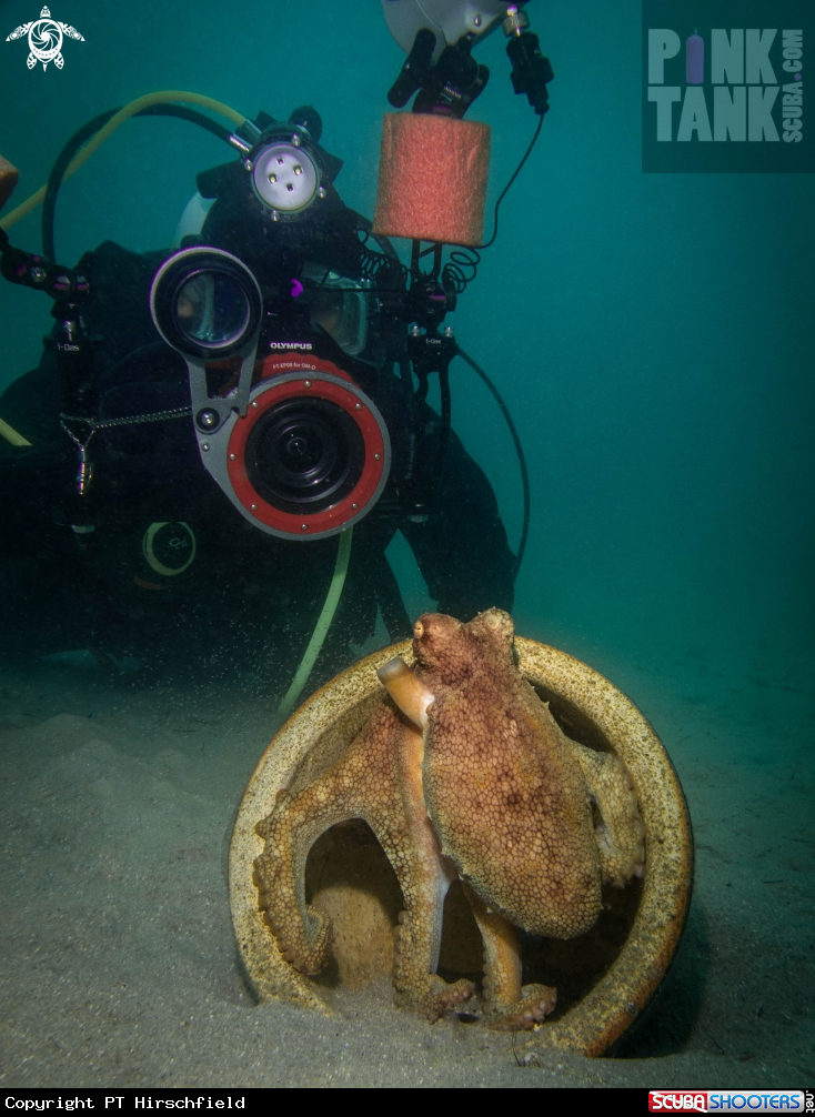 A Maori Octopus